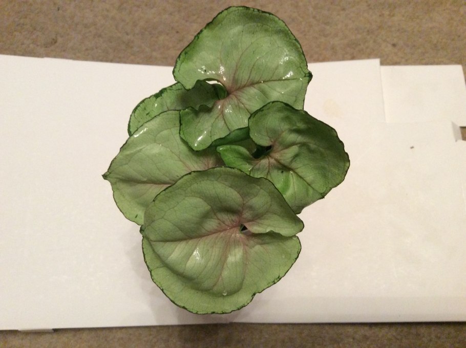 Сингониум Подофиллум