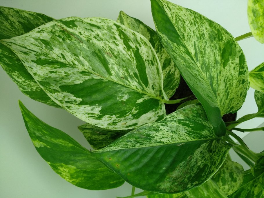 Сингониум Мария