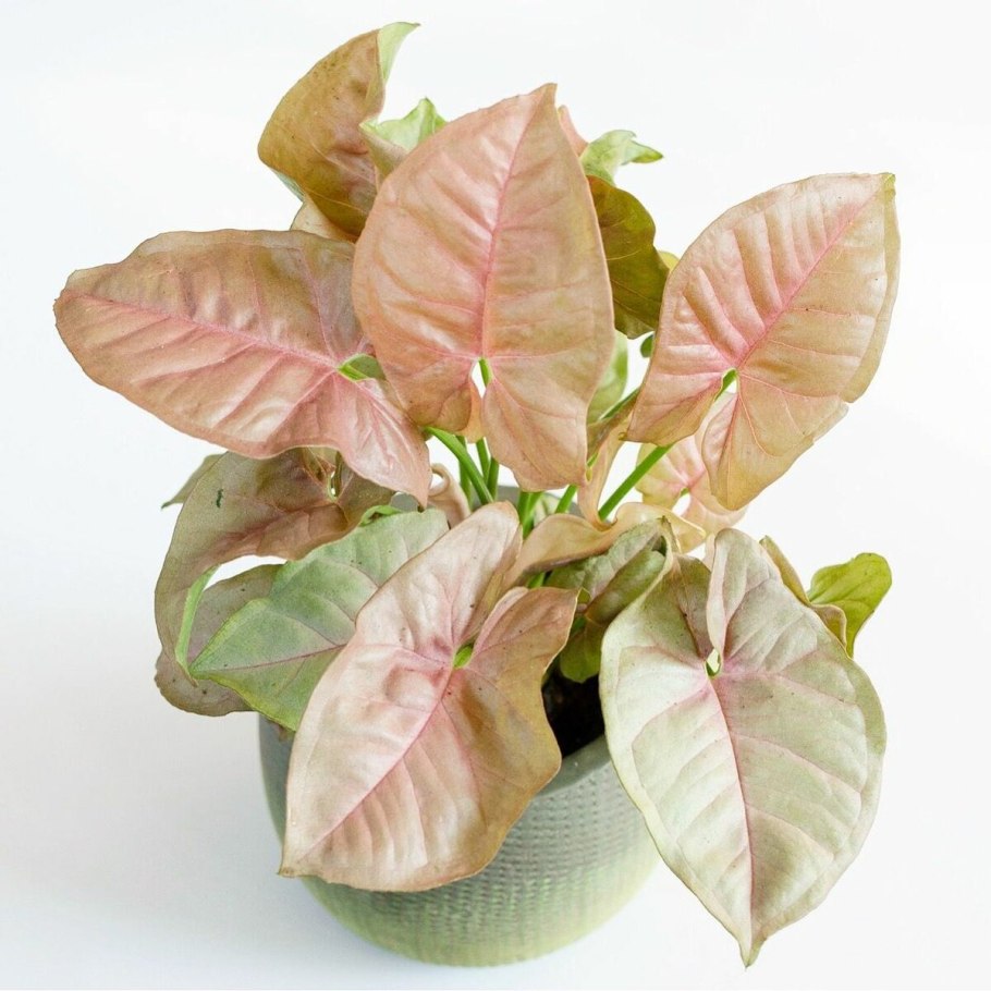 Сингониум ножколистный