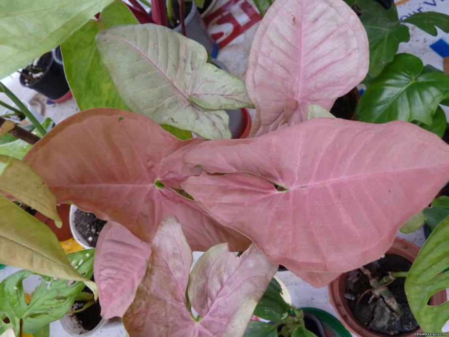 Сингониум Грин Арроу МУТАНТ