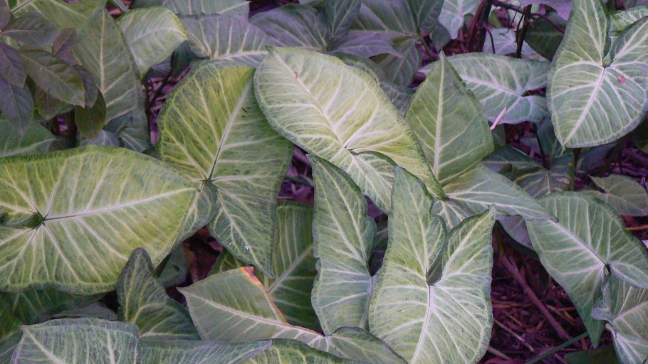 Сингониум империал уайт