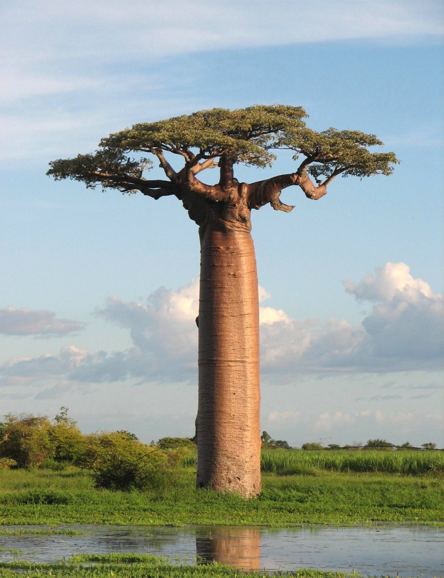 Adansonia digitata баобаб Адансония пальчатая