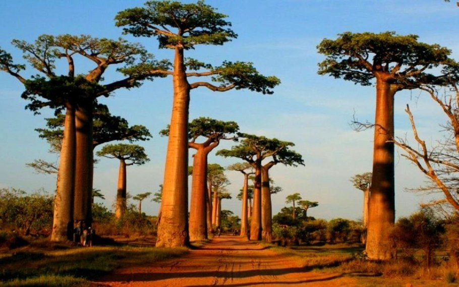 Дерево в Африке баобаб