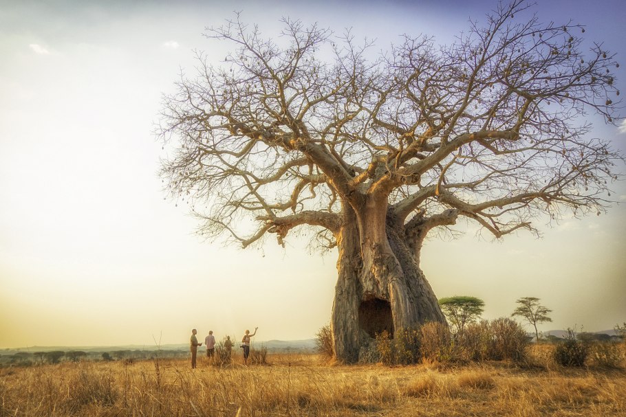 Баобаб Сенегал 6000