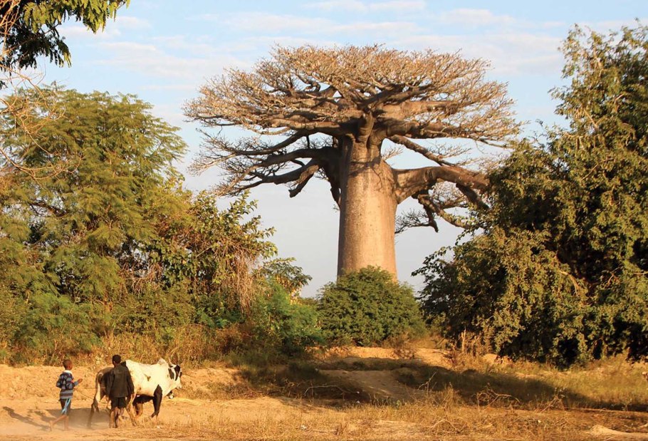 Мадагаскар дерево баобаб Мадагаскар