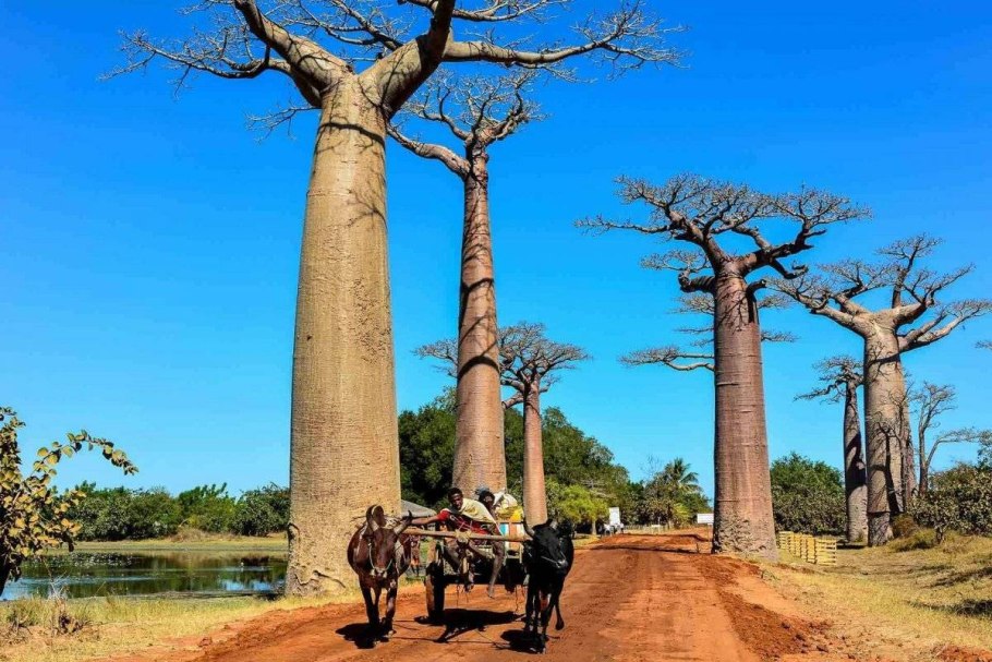 Баобаб бутылочное дерево