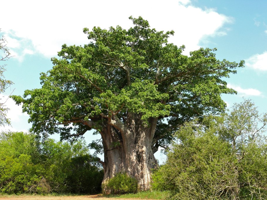 Adansonia digitata баобаб Адансония пальчатая