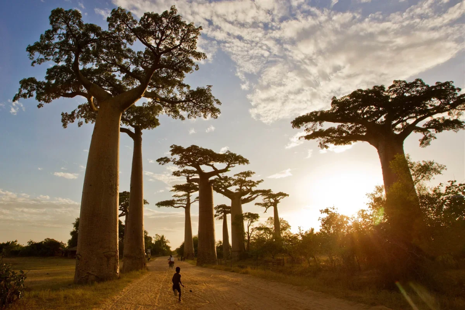 Мадагаскар дерево баобаб Мадагаскар