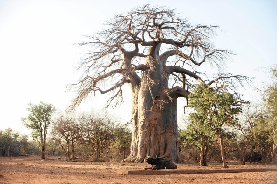 Сенегал бонсай баобаб