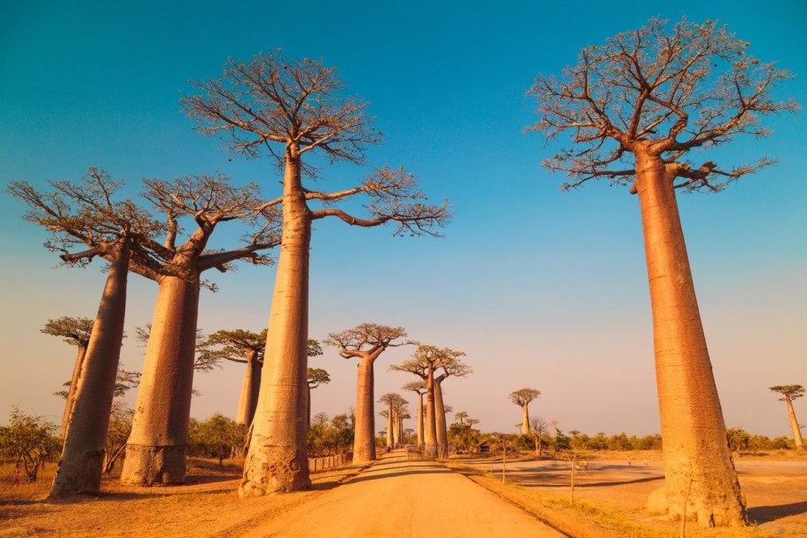 Avenue of the Baobabs Мадагаскар