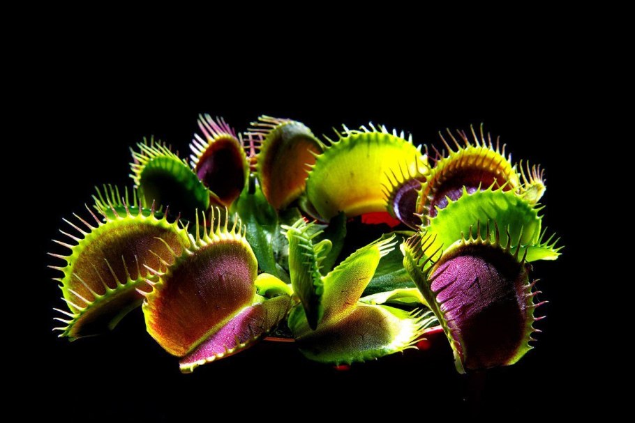 Хищное растение Венерина мухоловка