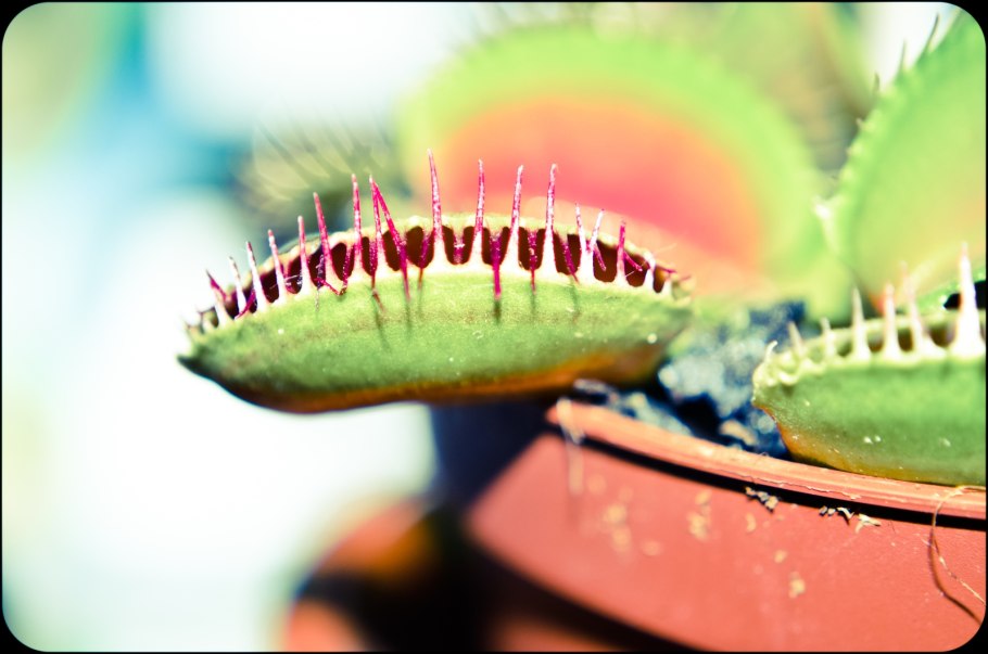 Игрушка мухоловка растение