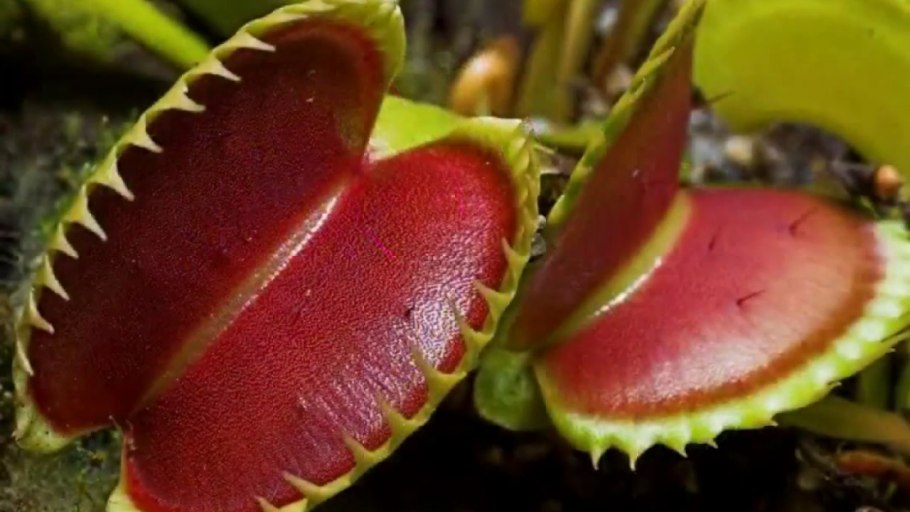 Насекомоядные растения Дарвин