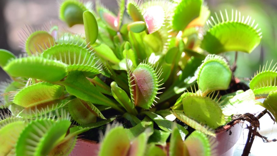 Венерина мухоловка кувшинка