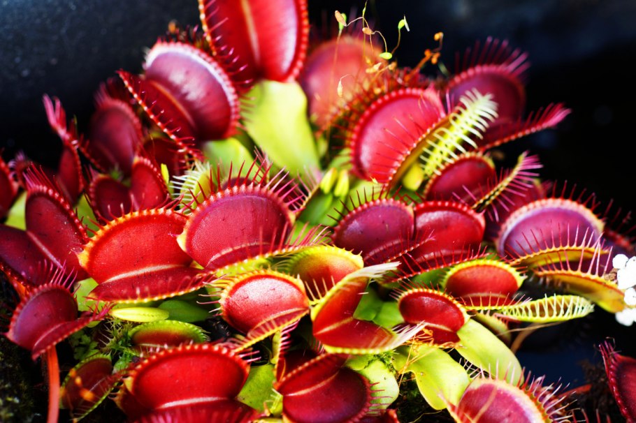 Венерина мухоловка в Америке