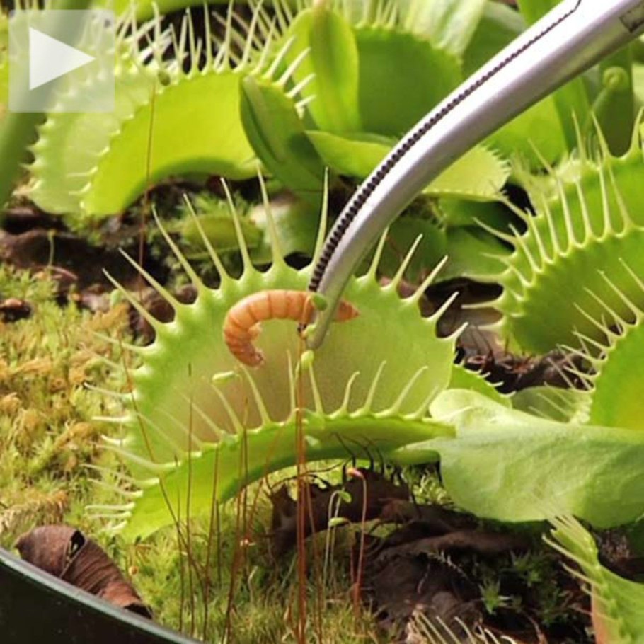 Жирянка мухоловка цветок