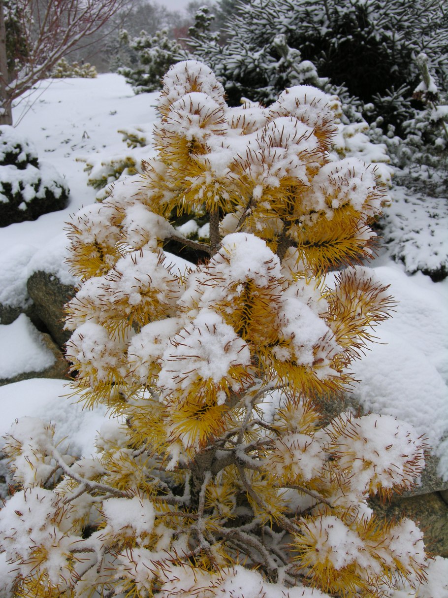 Сосна обыкновенная Ауреа