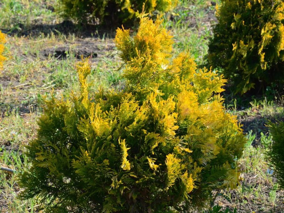 Triumph Tree сосна Горная 2.6