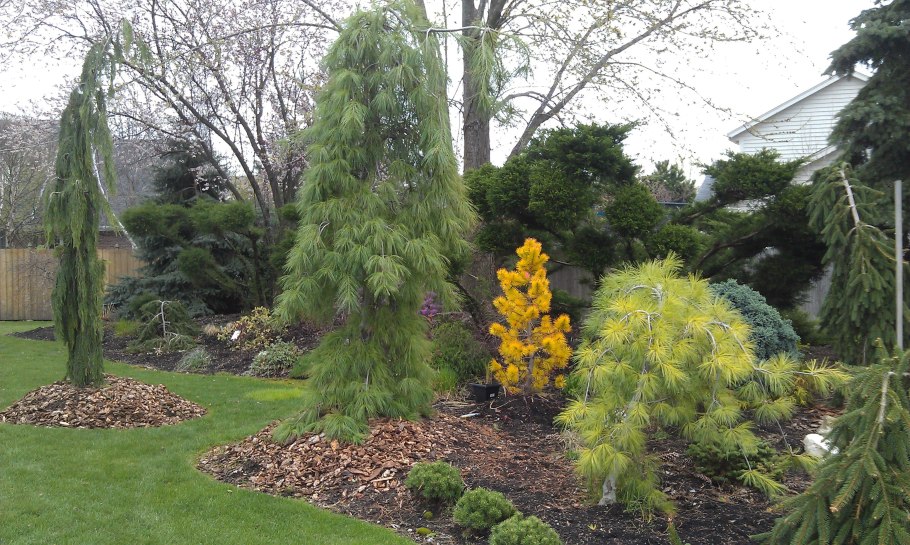 Сосна скрученная Pinus contorta 'Chief Joseph