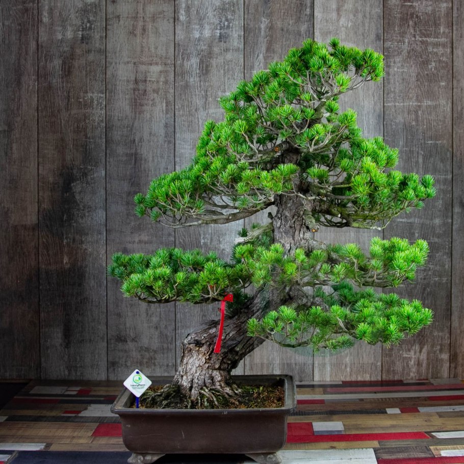 Сосна ниваки рокарий