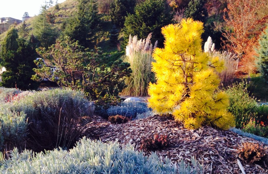 Сосна скрученная Chief Joseph