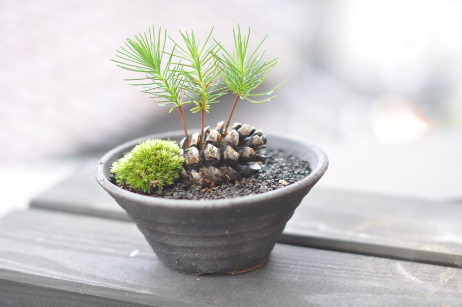 Сосна Лучистая