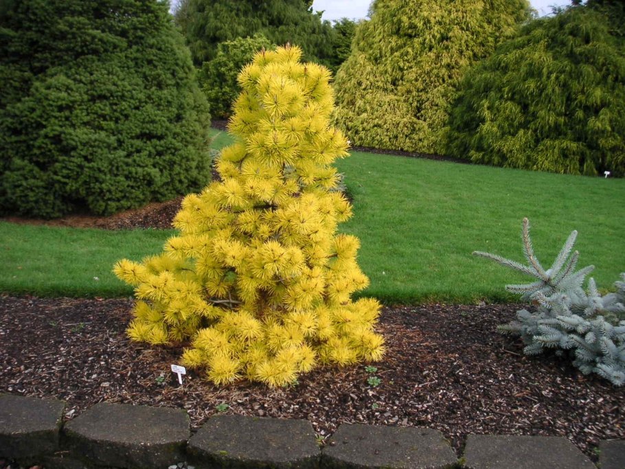 Pinus Чиф Джозеф