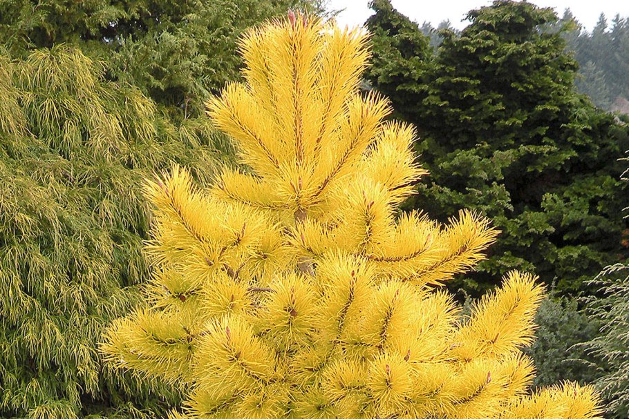 Сосна Чиф Джозеф