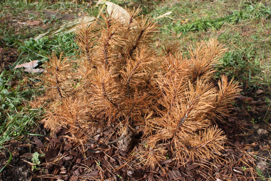 Pinus contorta 'Taylor's Sunburst'