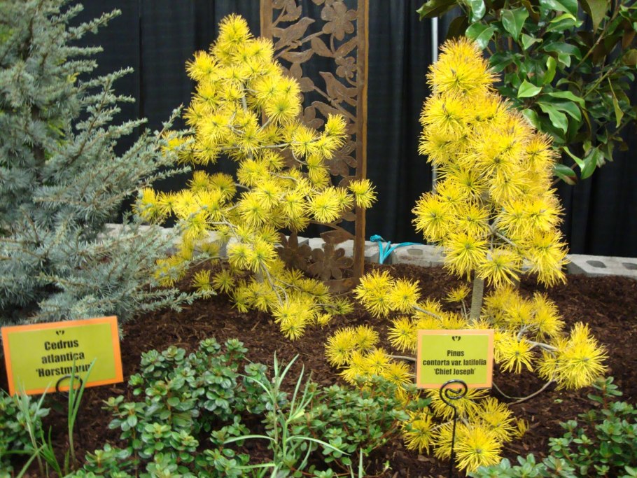 Pinus contorta Chief Joseph описание