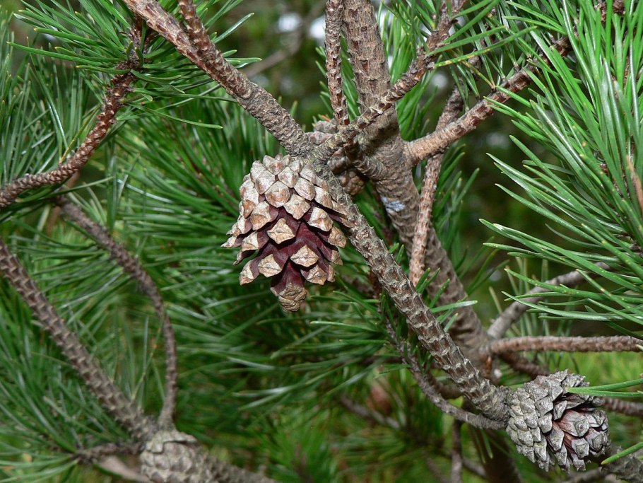 Pinus contorta