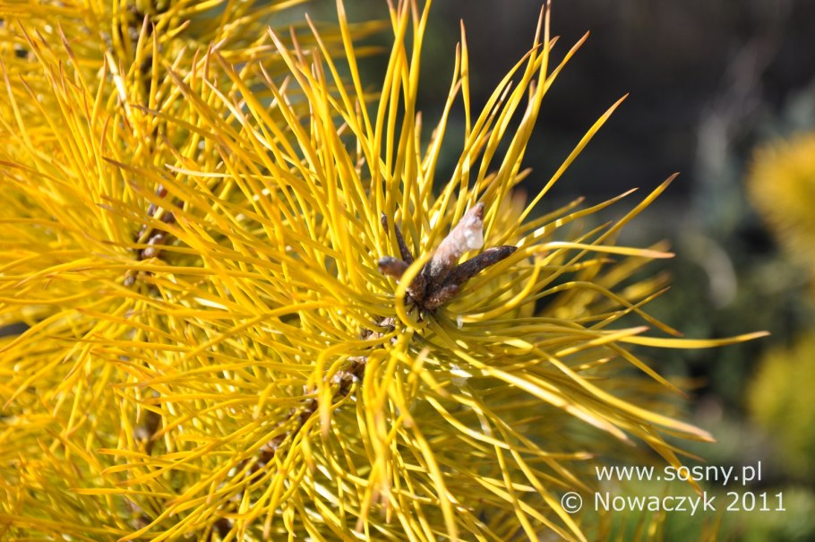 Сосна обыкновенная Ауреа