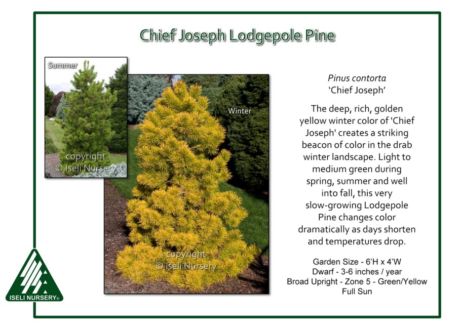 Пинус Конторта Чиф Джозеф