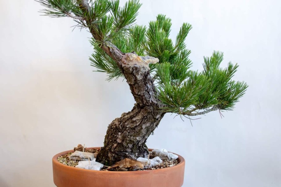 Джозеф Джостар старый 4 сезон