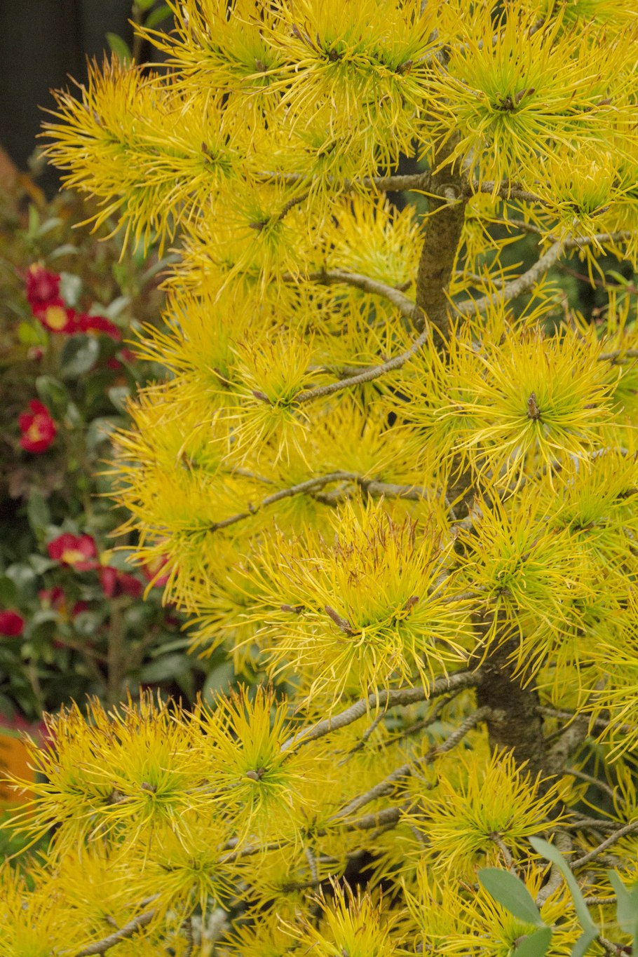 Пинус Конторта