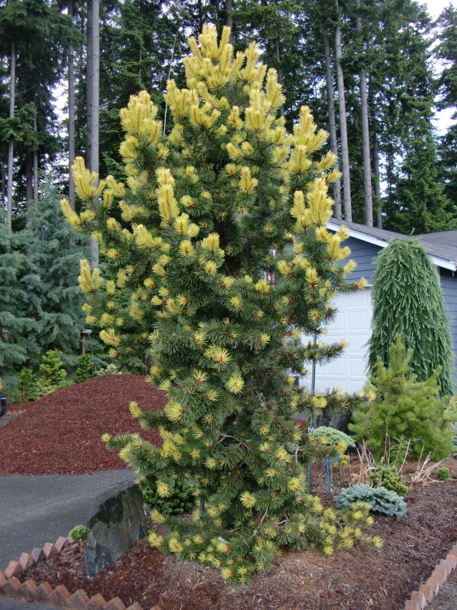 Сосна волтингс Голд