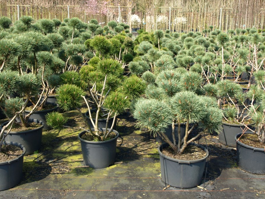 Джо Джо 4 сезон повар