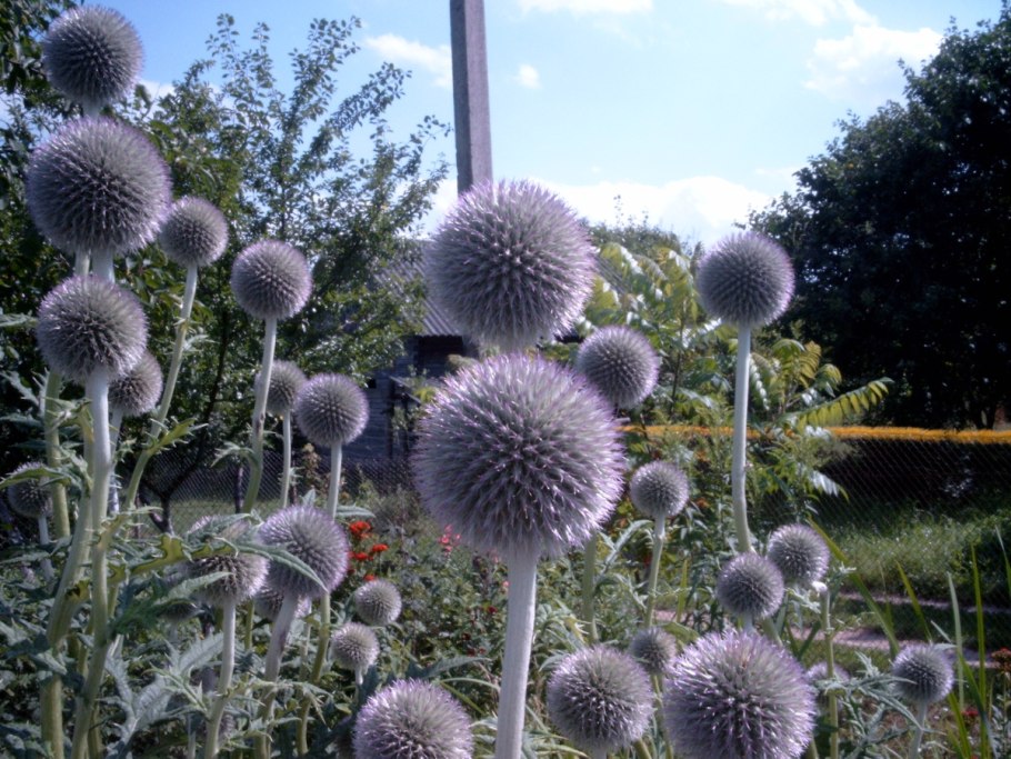 Синеголовник Альпийский