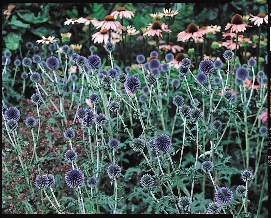 Синеголовник плосколистный в миксбордере