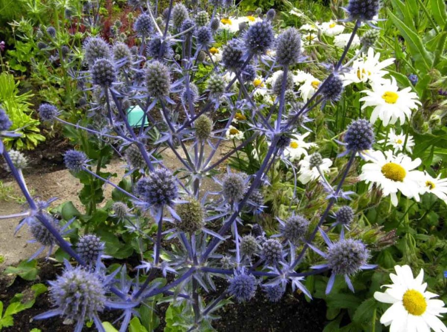 Синеголовник плосколистный Eryngium Planum