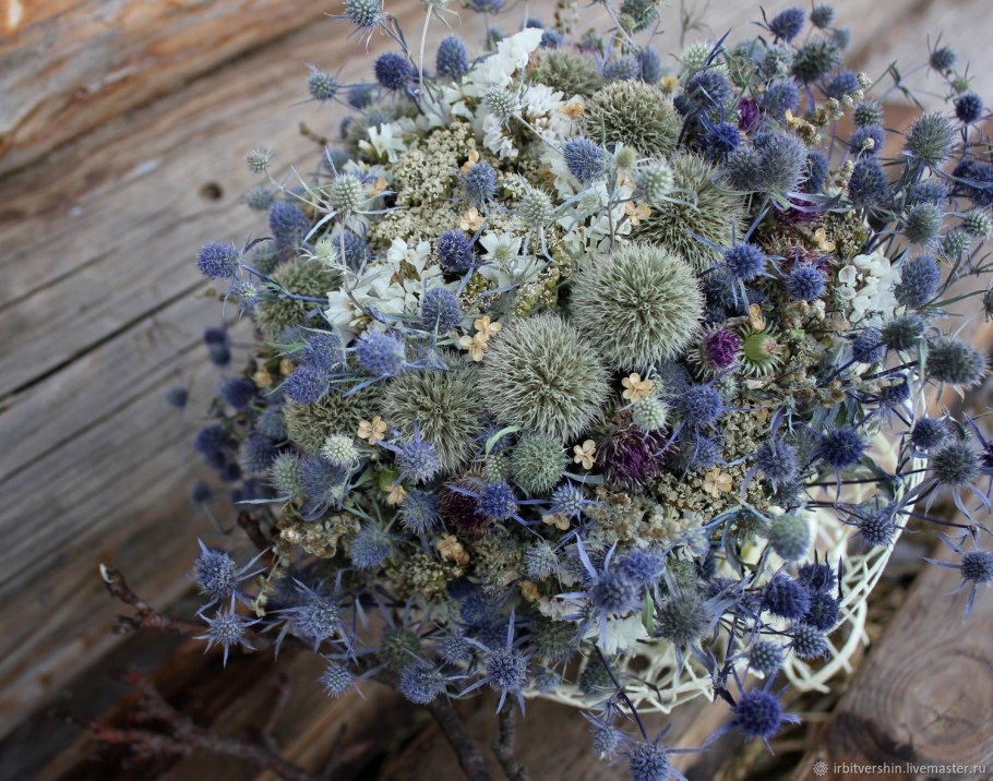 Мордовник обыкновенный (Echinops ritro)