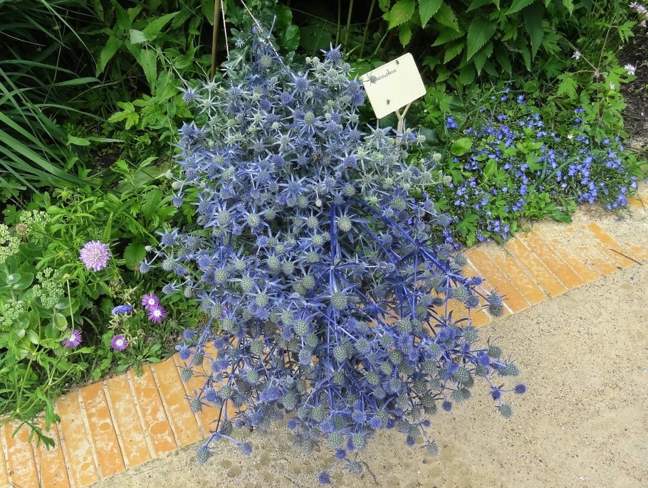 Синеголовник полевой