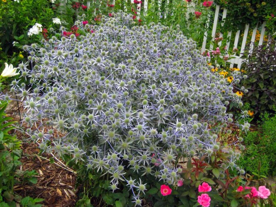 Синеголовник в ландшафтном дизайне