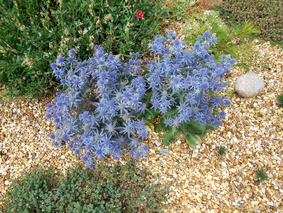 Цветок синеголовник фанфарон