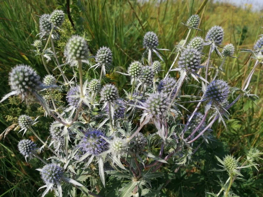 Синеголовник фанфарон