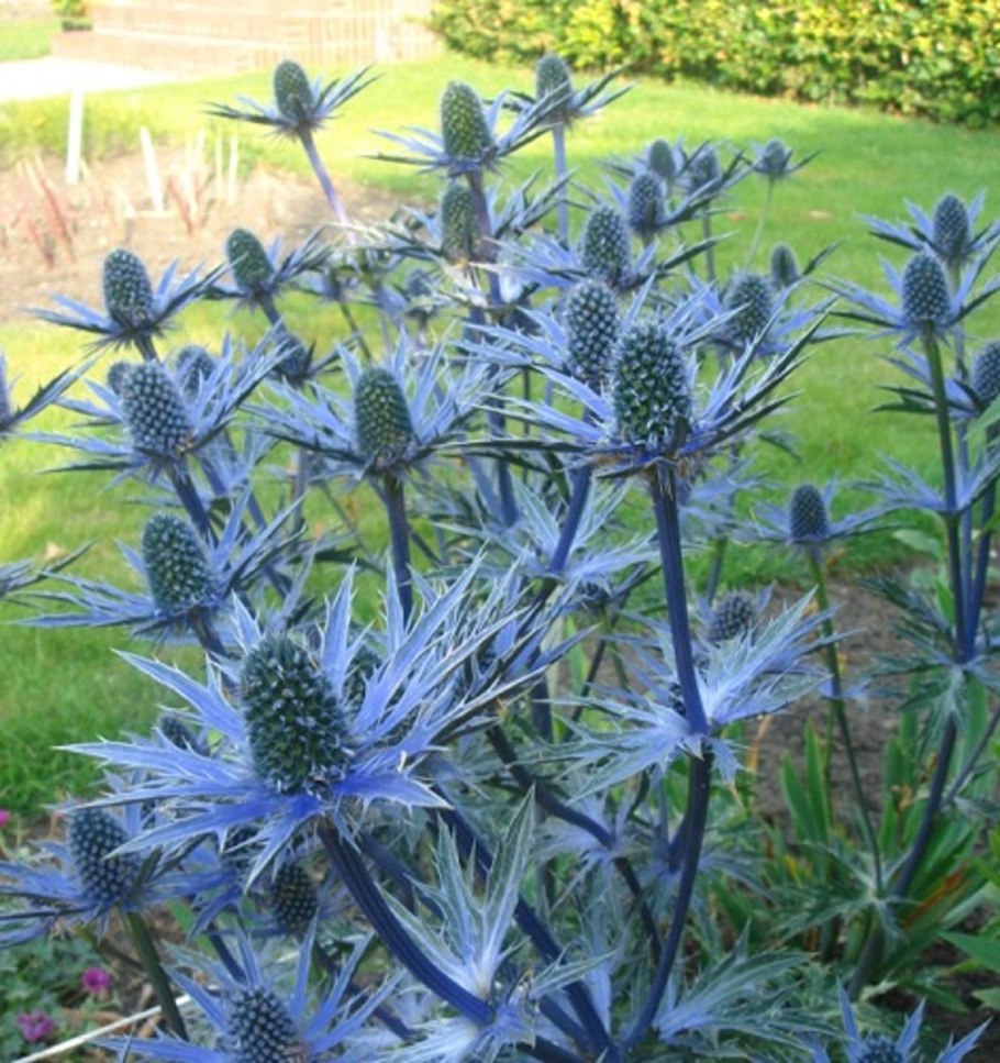 Мордовник обыкновенный (Echinops ritro)