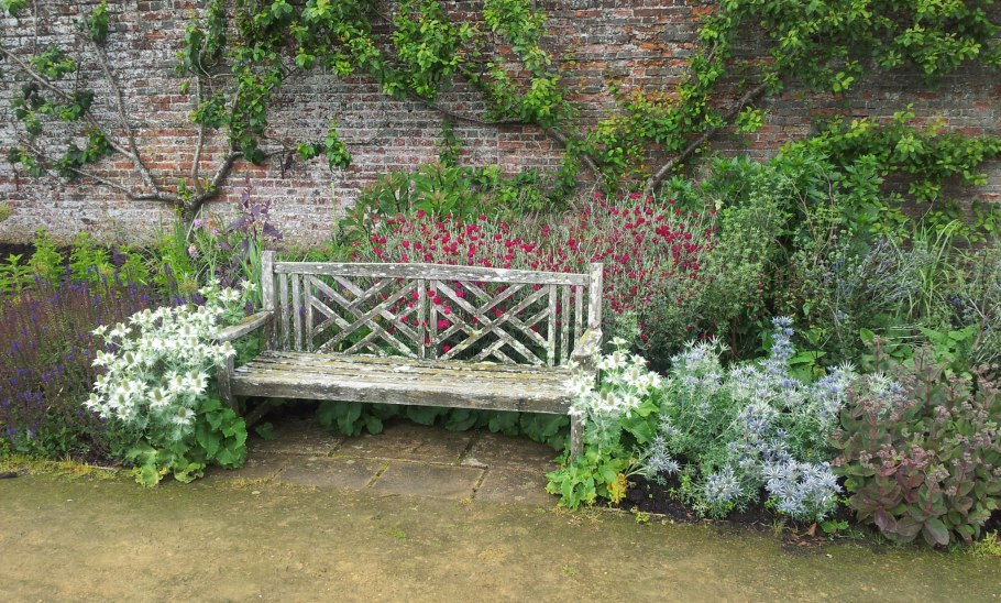 Синеголовник агаволистный