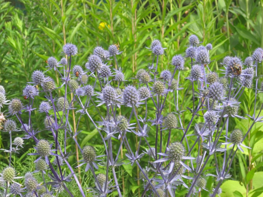 Синеголовник плосколистный Eryngium Planum