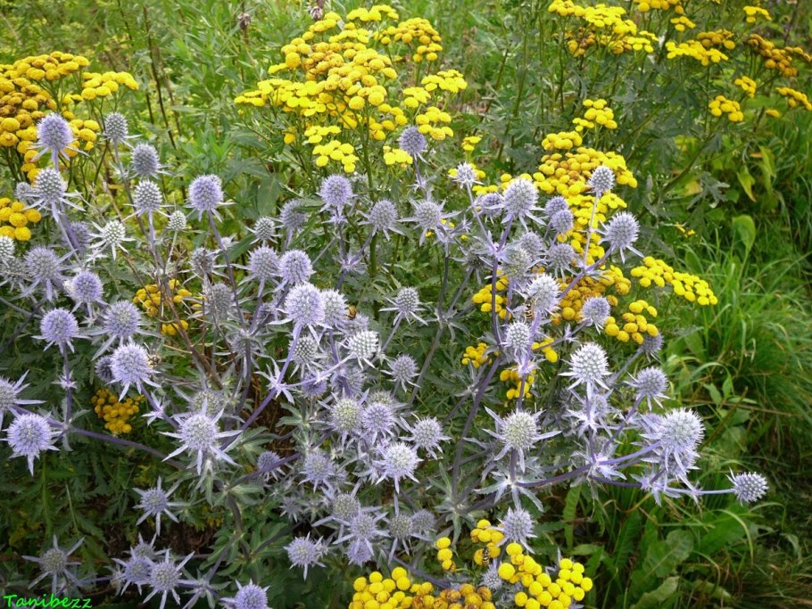 Синеголовник Альпийский Барракуда