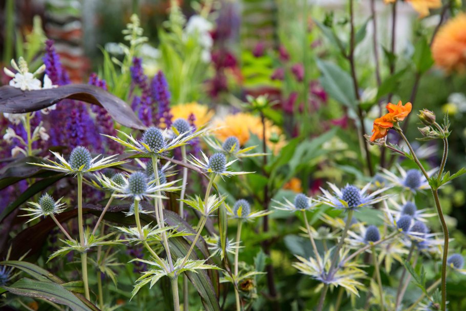 Эрингиум Биг Блю